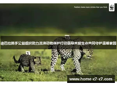 迪巴拉携手公益组织助力流浪动物保护行动倡导关爱生命共同守护温暖家园